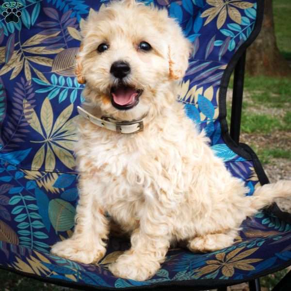 Jason, Maltipoo Puppy
